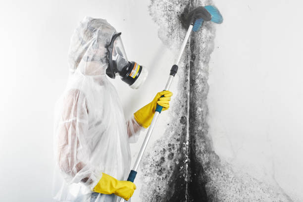 Best Crawl Space Mold Remediation  in Accokeek, MD