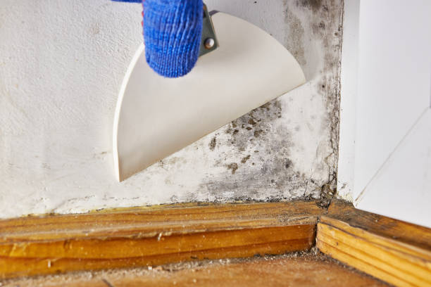 Best Post-Construction Mold Inspection  in Accokeek, MD